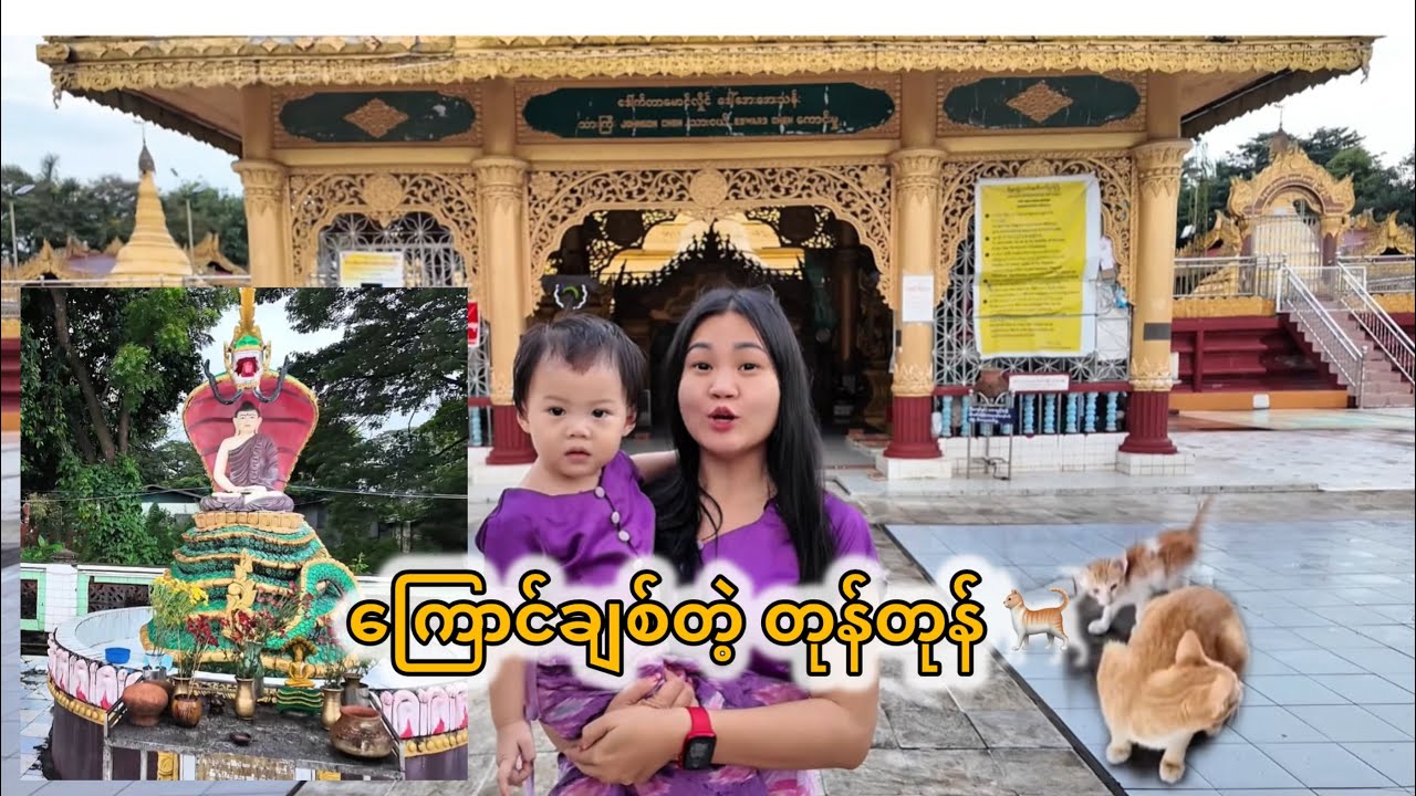 ကြောင်ချစ်ပေးမဲ့...မကိုင်ရဲတဲ့ တုန်တုန် 🐈🐱