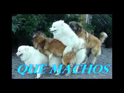 Pornos de animales gratis Pornos de animales gratis