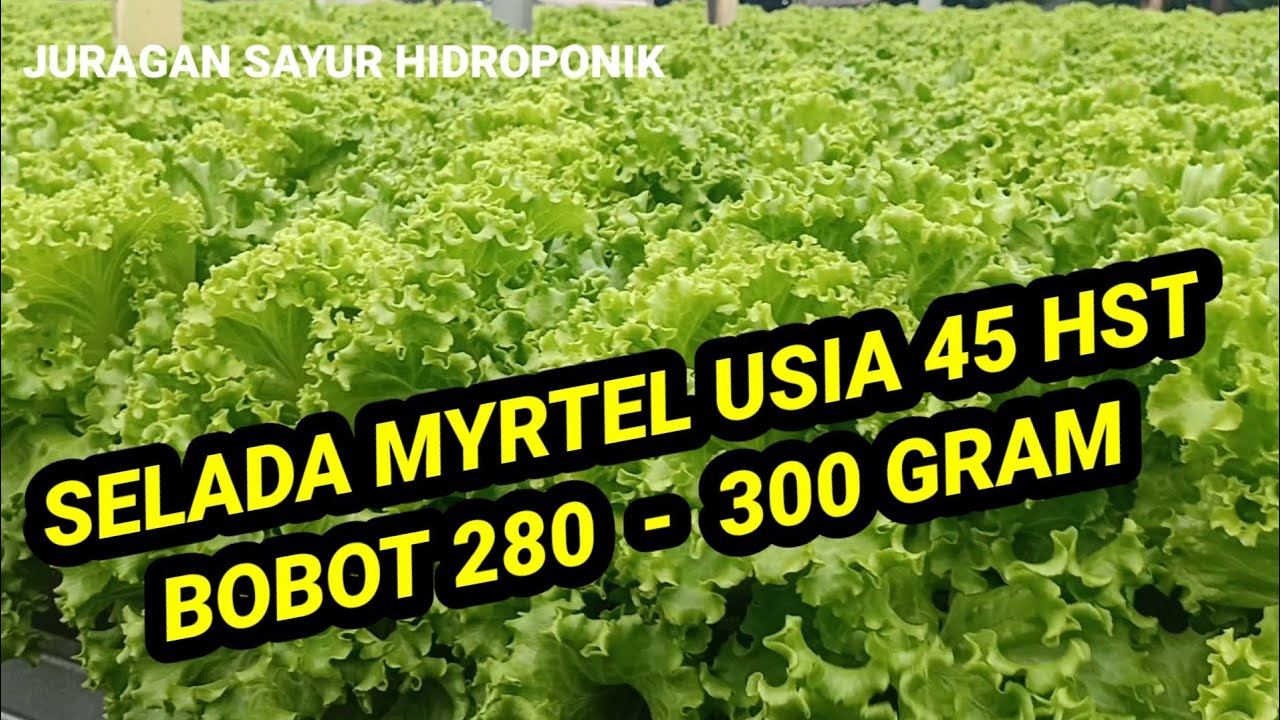 selada myrtel usia 46 HSS bobot 320gram @Azis Wae
