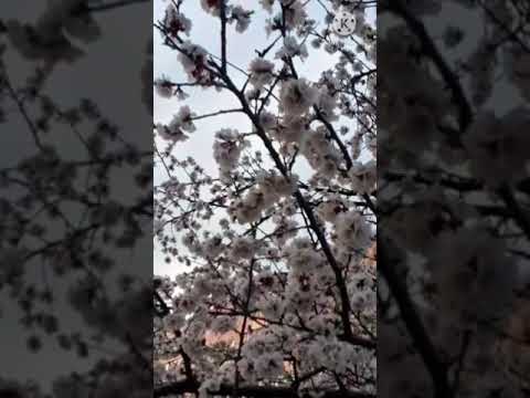 Один раз в год сады цветут. #весна2021 #spring #springtime #springvibes