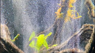 How to use hydrogen peroxide to treat algae in your aquarium