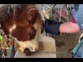 X-raying teeth in horses - quick tutorial by Dr Oliver Liyou www.evds.vet