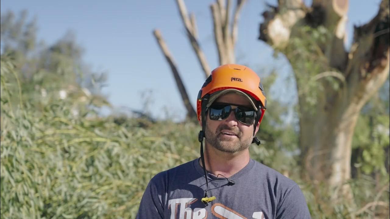 The Arizona Tree Trimming Story YouTube