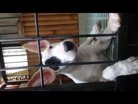 Bull Terrier mixed
