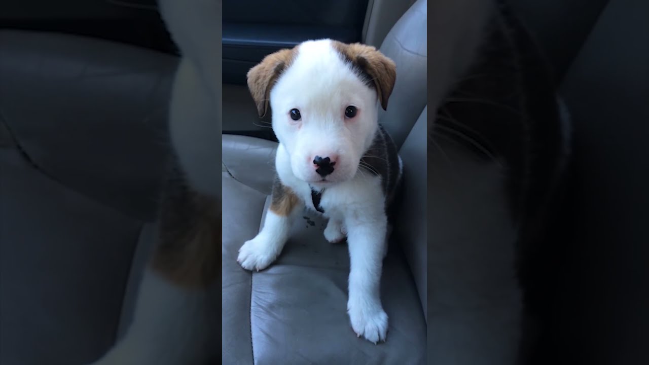Funny Little Puppy Gets Angry At His Own Hiccups