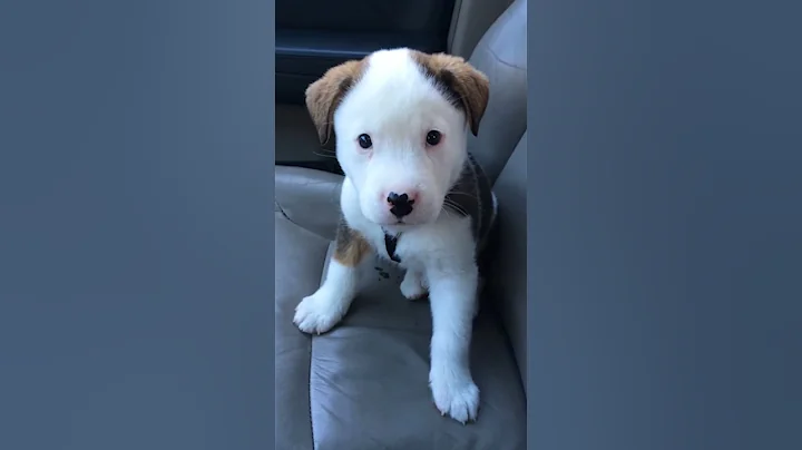 Funny Little Puppy Gets Angry at His Own Hiccups