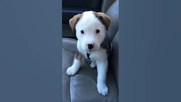 Funny Little Puppy Gets Angry at His Own Hiccups