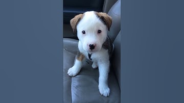 Funny Little Puppy Gets Angry at His Own Hiccups