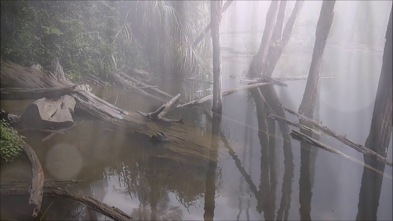 忘憂森林 Youtube