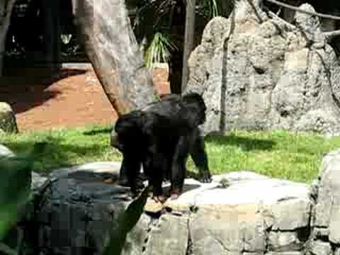 Chimpanzees by Francis Hyland