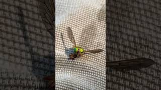 Download Lagu Paardenvlieg wordt geïntroduceerd aan Karma #pratttribe #idahome #summervibes #horsefly MP3