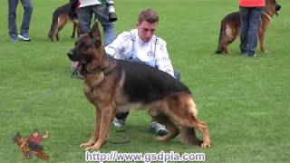2015 SV BSZSGHKL Rüden V1 Cronos del Seprio