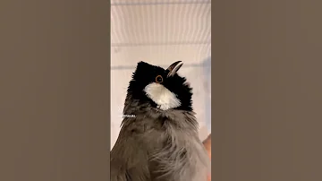 تغريد بلبل عندليب 