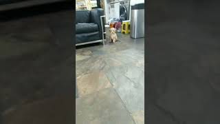 Cute Puppy Learns His First Trick 9 Week Old Cavapoocavoodle