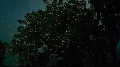 Fireflies, Glowing in Sync to Attract Mates | |Firefly|Koyna wildlife sanctuary#westernghats