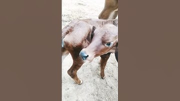 #shortvideos #shortvideos