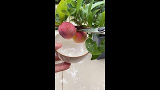 Convierte tu pasión verde en oportunidad  #shorts