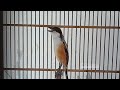 Cendet Gacor Pancingan Cendet Lelet Dan Kurang Emosi Cendet Gacor Isian Sogon Kolibri Kenari Lb Mp3 - Mp4 Download