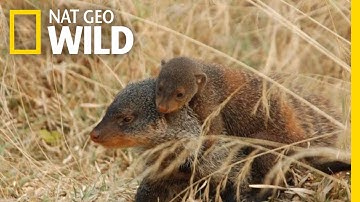 Mongoose Mentors Are Teaching Pups Survival Skills | Nat Geo Wild