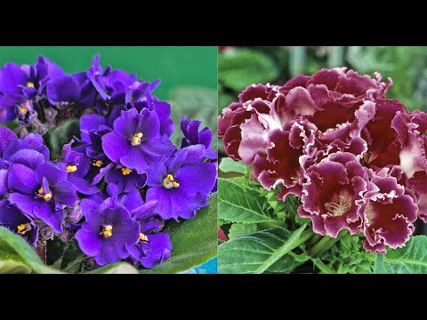 Vidéo: Types Et Variétés De Gloxinia (37 Photos): Description De Gloxinia En éponge, Variétés 