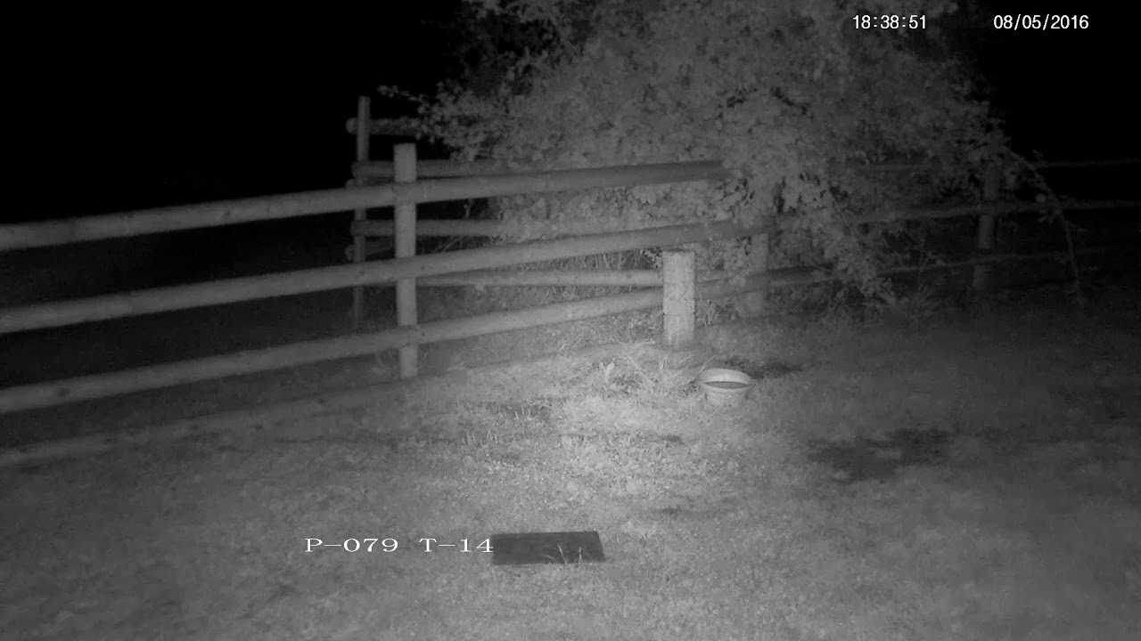 england traduccion Another Tawny Owl Chorus!