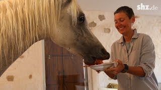 Hauspferd Nasar Ein Jahr Nach Dem Horrorunfall