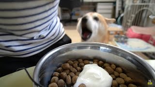 柴犬小春　号泣！ヨーグルトだけでそこまで興奮できるなら‥メインの猪肉いる？ASMR