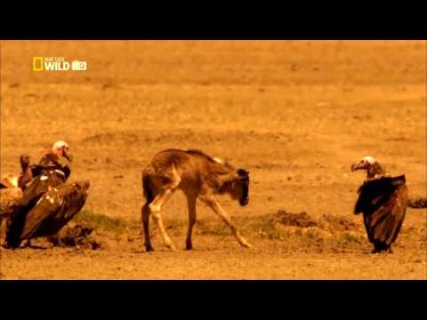 Мир Животных Дикая Африка Серенгети Документальный Фильм National Geographic