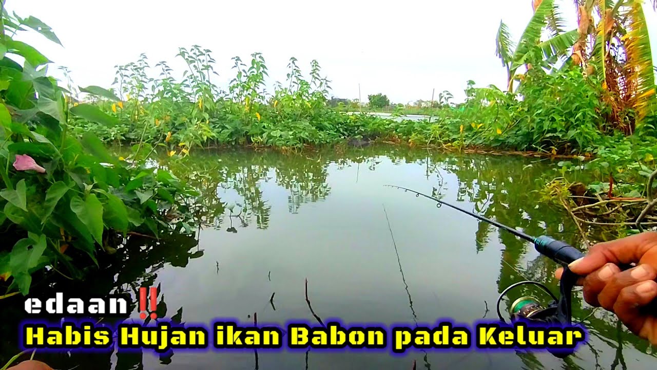 ISTIMEWA‼️HABIS HUJAN IKAN BABON PADA KELAPARAN #mancing #fishing