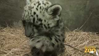 Snow Leopard Cub Born at Brookfield Zoo!