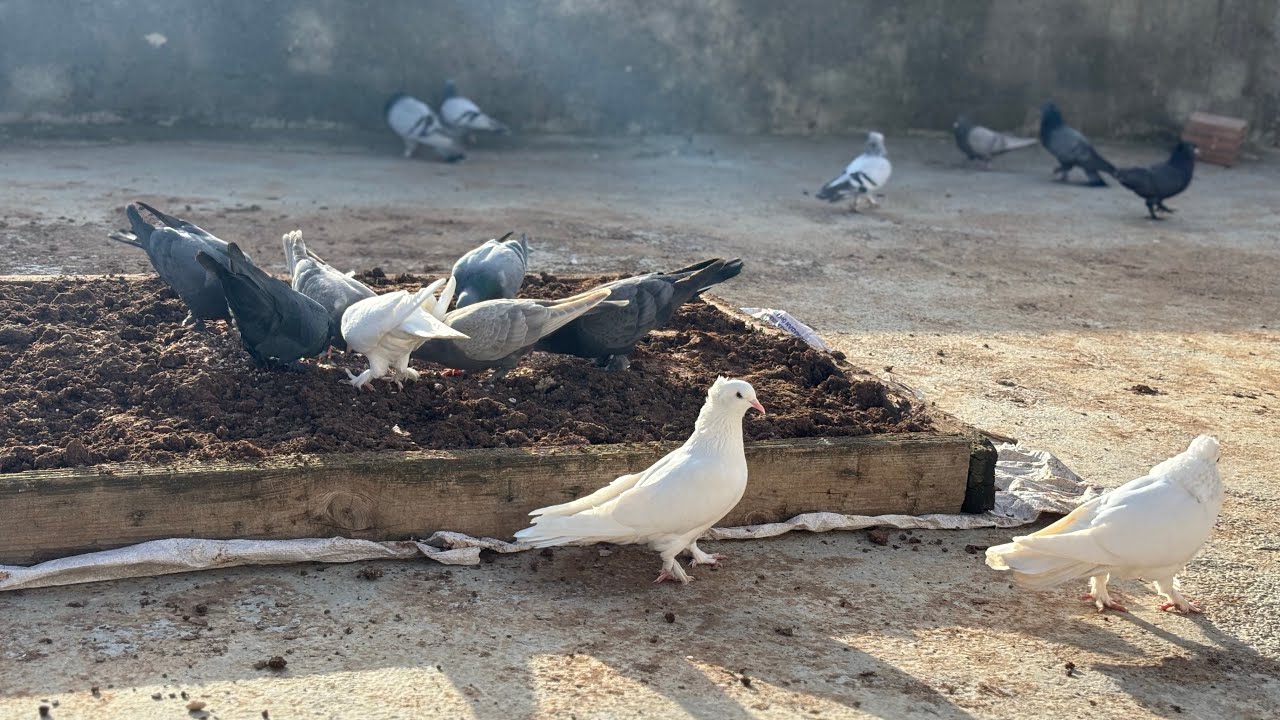 kuşlarımızı farelerden kurtarmayı başardık tek seferde 7 fare yeni güvercin yavrularımızın gelişimi 