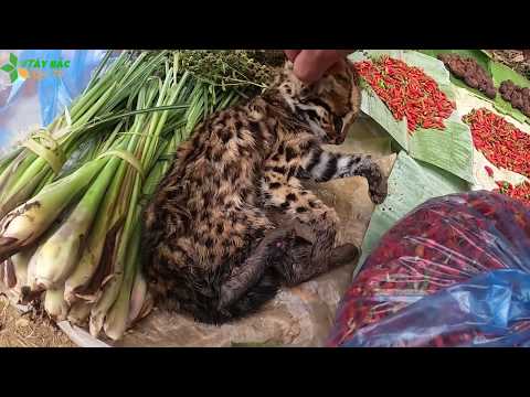 Video Báo Đốm, Linh Miêu, Cầy Hương Bán Công Khai Tại Chợ... - youtube