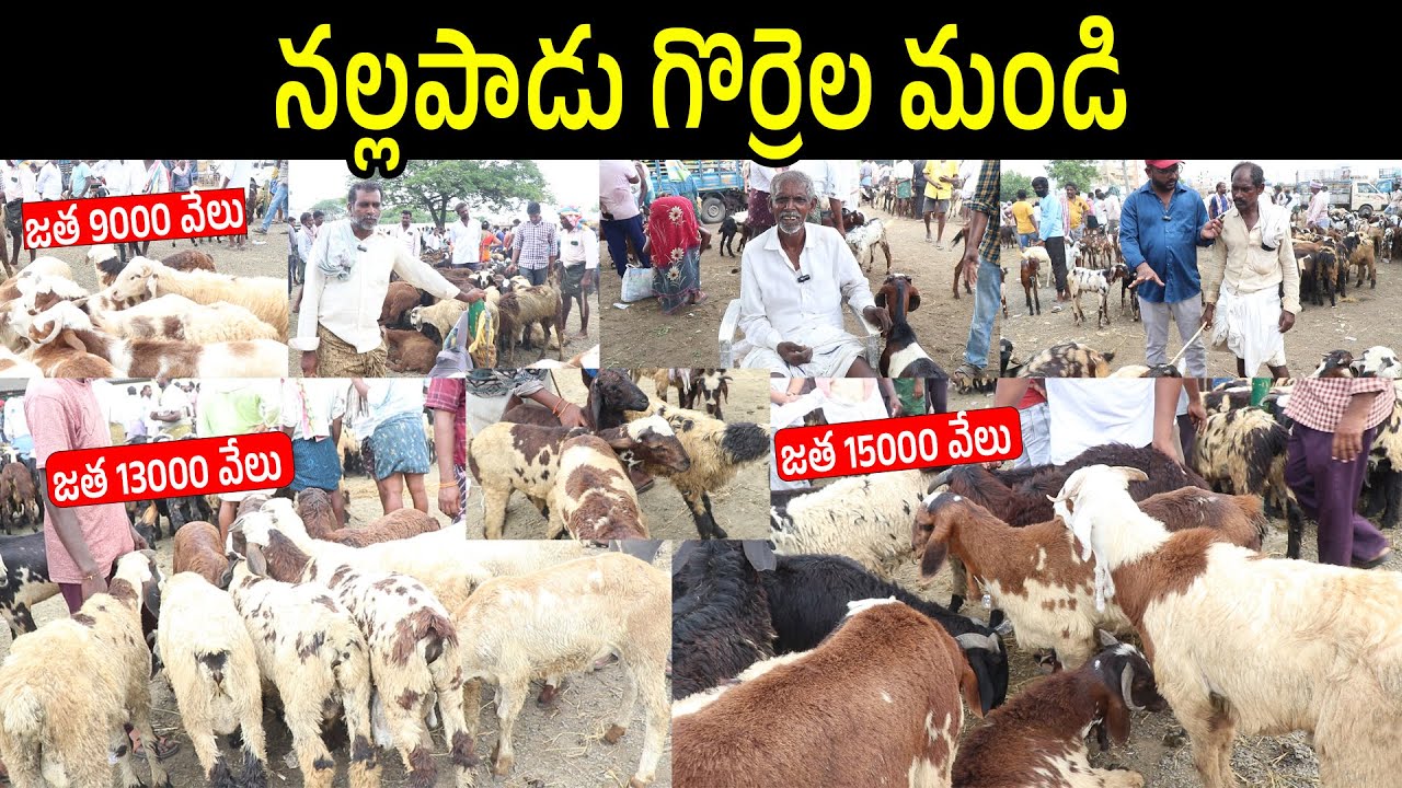 గుంటూరు గొర్రెల సంత | Nallapadu Sheep & Goat Market in Guntur | Best Sheep Market In Andhra Pradesh