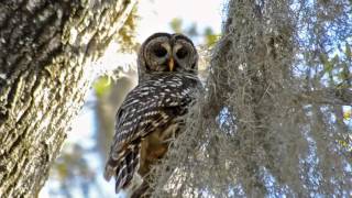Barred Owl