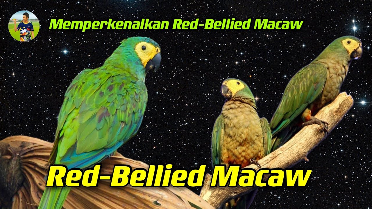 Memperkenalkan Red-Bellied Macaw  |  Training Parrot | Parrot Freefly |【HD1080p 】