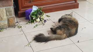 КРАСИВЫЕ БЫЛИ ЦВЕТОЧКИ , МЕЙНКУН АСЯ  MAINECOON ASIA, THE  FLOWERS WERE BEAUTIFUL