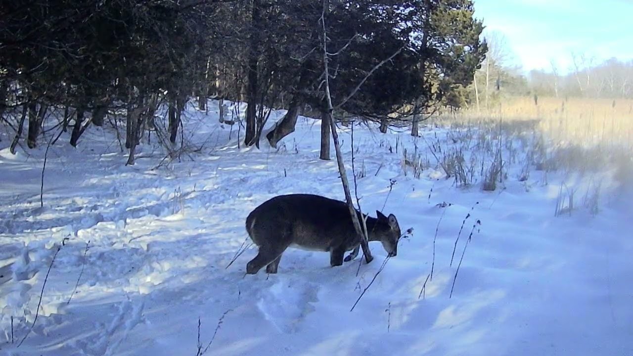 THE DANGER OF DEEP SNOW FOR DEER