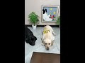 Only quick-eyed and quick-handed can get food! Cute pet debut plan
