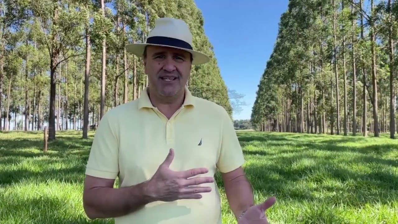 Árvores integradas à pecuária melhoram a qualidade do pasto