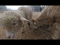 VIVALDI PARK  Feeding Sheep 3D VR #1