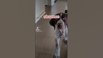 GSP German Shorthaired Pointer motivation.. don