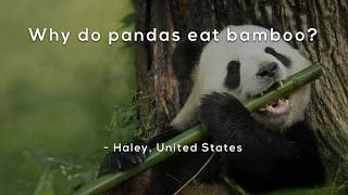 Why Do Pandas Eat Bamboo?