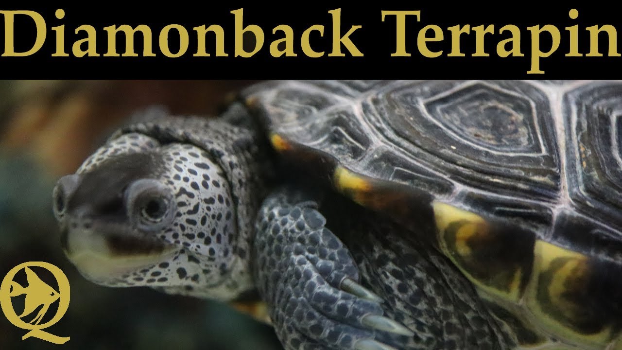 fish fam youtube Changing Substrate On My Diamondback Terrapin Aquarium To Crushed Coral