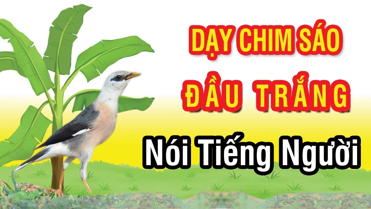 Những điều bạn cần biết về chim sáo ⋆ Thủy sinh Việt Nam