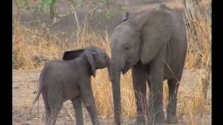 Steve Irwin's Wildest Animal Encounters (Part 8)