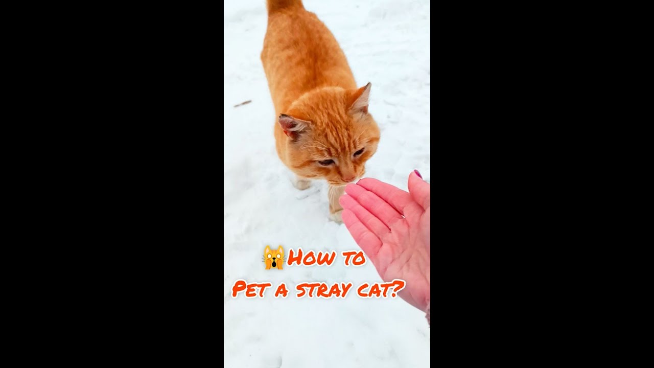 🙀How To Pet A Stray Cat?