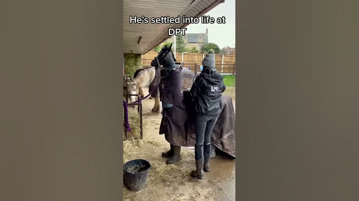 People Dressed As Fake Horse Try to Blend in With Horses At Barn - 1183414-2