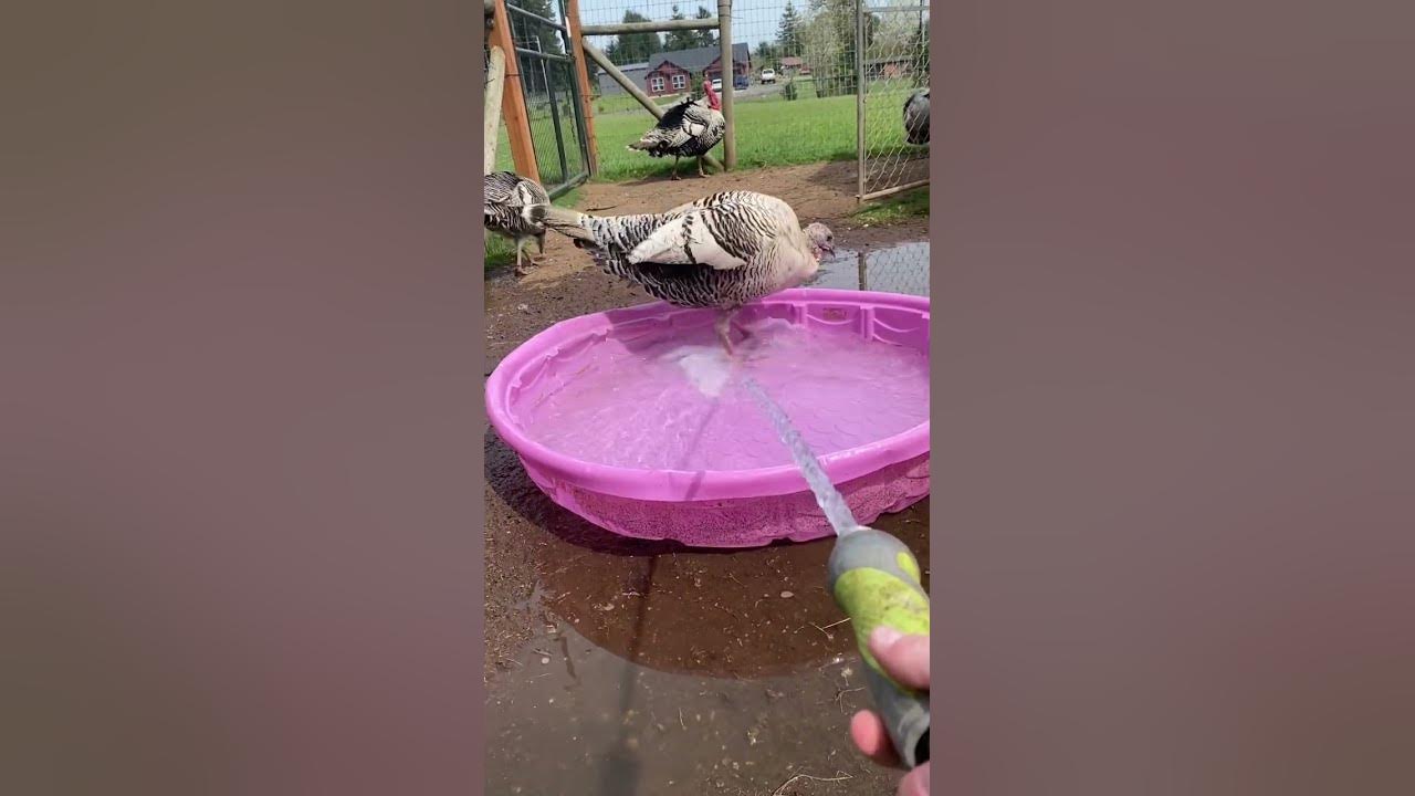blue-bird-the-turkey-playing-in-the-pool-turkey-turkturkfarms