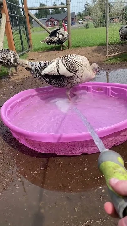 blue-bird-the-turkey-playing-in-the-pool-turkey-turkturkfarms