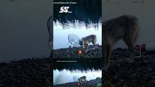 Clever Sea Wolf Pulls Crab Traps Out Of Water To Eat Bait In British Columbia